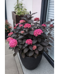 Hydrangea macrophylla Eclipse на террасе